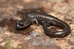 Batrachoseps pacificus