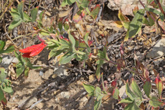 Epilobium canum garrettii