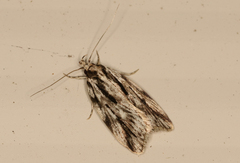 Barea sphaeridias