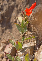 Epilobium canum garrettii
