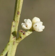 Choretrum glomeratum