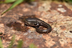 Batrachoseps pacificus