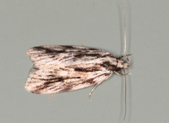 Barea sphaeridias