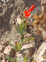 Epilobium canum garrettii