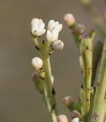 Choretrum glomeratum