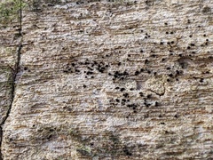 Berkleasmium concinnum