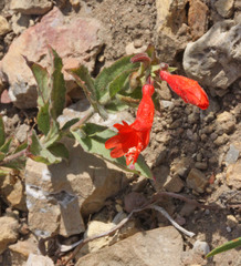 Epilobium canum garrettii
