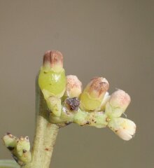 Choretrum glomeratum