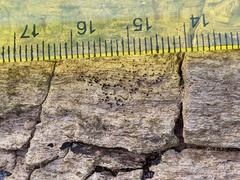 Berkleasmium concinnum