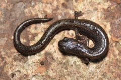 Batrachoseps pacificus