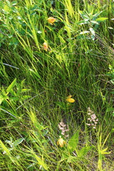 Cypripedium parviflorum pubescens
