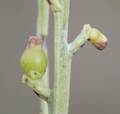 Choretrum glomeratum