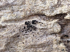 Berkleasmium concinnum