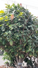 Sterculia monosperma