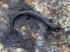 Batrachoseps pacificus
