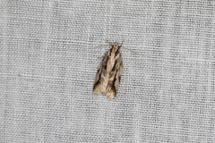 Barea sphaeridias