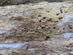 Rosellinia subiculata