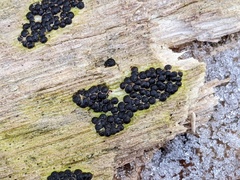 Rosellinia subiculata