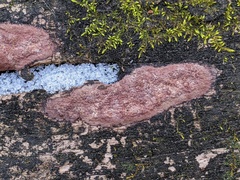 Hypoxylon rubiginosum