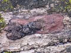 Hypoxylon rubiginosum