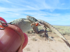 Formica integra
