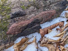 Hypoxylon rubiginosum