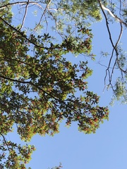Dipterocarpus alatus