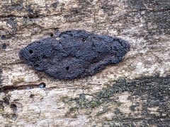 Hypoxylon rubiginosum