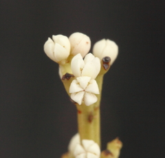 Choretrum glomeratum