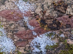 Hypoxylon rubiginosum