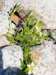 Pucciniaceae