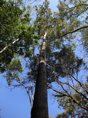 Dipterocarpus alatus