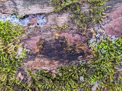 Hypoxylon rubiginosum