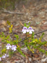 Westringieae