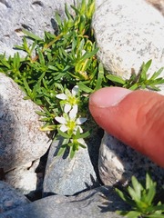 Pucciniaceae