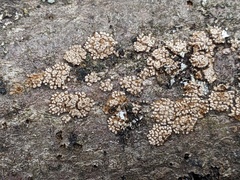 Merismodes