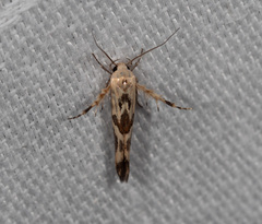 Stathmopoda melanochra