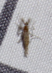 Chaoborus punctipennis