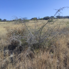 Mimosa aculeaticarpa