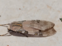 Halysidota