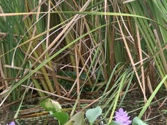 Acrocephalus bistrigiceps