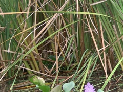 Acrocephalus bistrigiceps