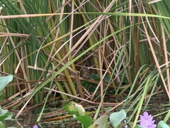 Acrocephalus bistrigiceps