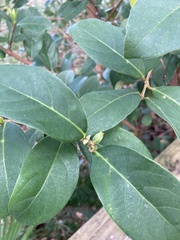 Viburnum odoratissimum