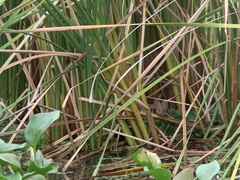 Acrocephalus bistrigiceps