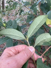 Viburnum odoratissimum