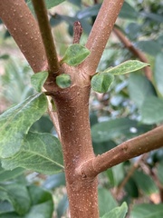 Viburnum odoratissimum