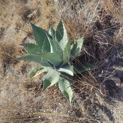 Agave applanata
