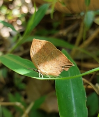 Yasoda tripunctata