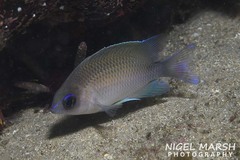 Mecaenichthys immaculatus